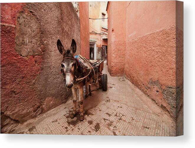 Working Animal Canvas Print featuring the photograph Donkey In Medina by Dave Stamboulis Travel Photography