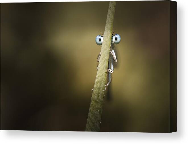 Macro Canvas Print featuring the photograph Dragonfly by Chirobocea Nicolae Fanurie