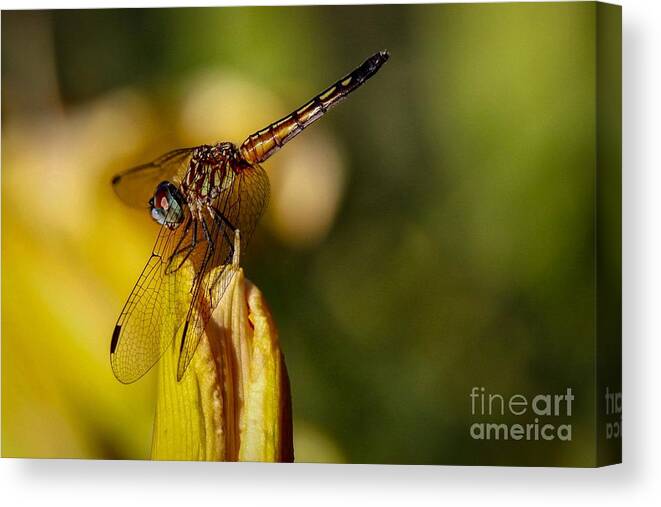 Dragonfly Canvas Print featuring the photograph Dragonfly in the Limelight by Susan Rydberg