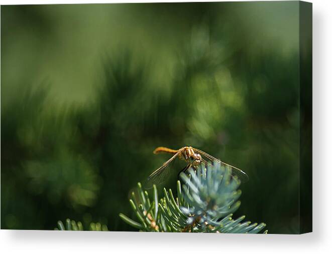Macro Photography Canvas Print featuring the photograph Dragonfly by Julieta Belmont
