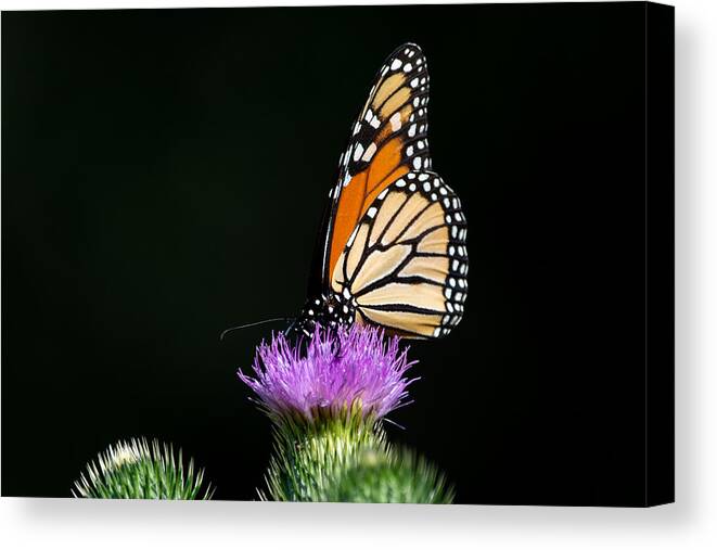 Butterfly Canvas Print featuring the photograph Drama Queen by Linda Bonaccorsi