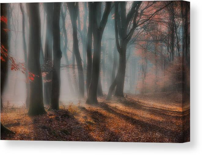 Landscape Canvas Print featuring the photograph Dreamy Forest ....... by Piet Haaksma