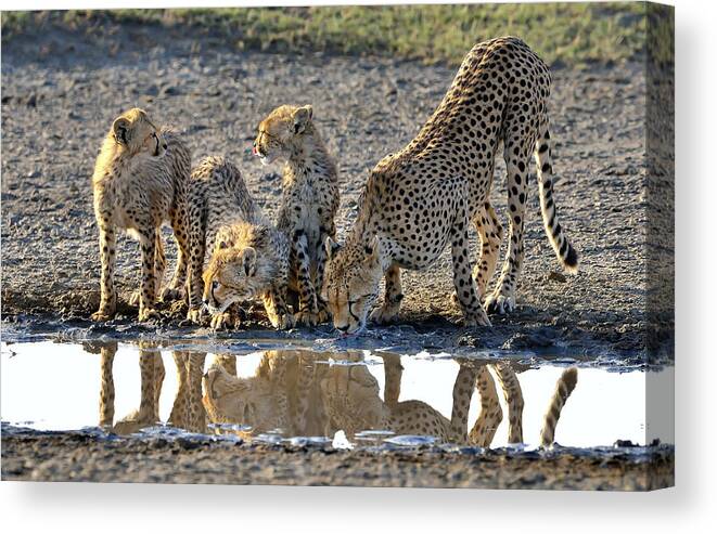 Serengeti Canvas Print featuring the photograph Drinking by Giuseppe Damico