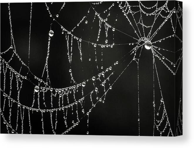 Black And White Canvas Print featuring the photograph Dripping by Michelle Wermuth
