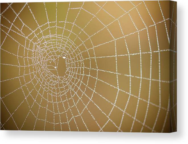 Outdoors Canvas Print featuring the photograph Drops Of Dew In Spiders Web by Sylvain Masson