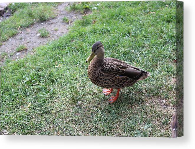 Duck Canvas Print featuring the photograph Duck in Boston Commons by Laura Smith