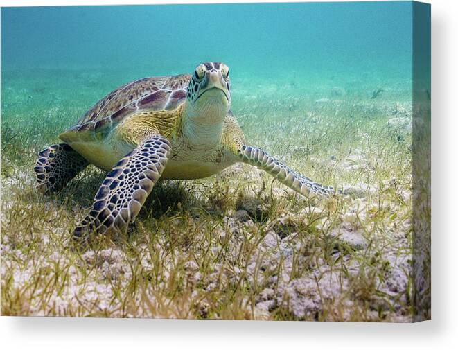 Turtle Canvas Print featuring the photograph Dude by Lynne Browne