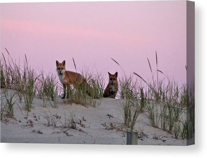 Animals Canvas Print featuring the photograph Dune Foxes by Robert Banach