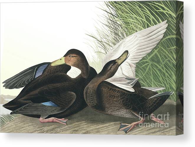 Duck Canvas Print featuring the painting Dusky Duck, Anas Obscura by Audubon by John James Audubon