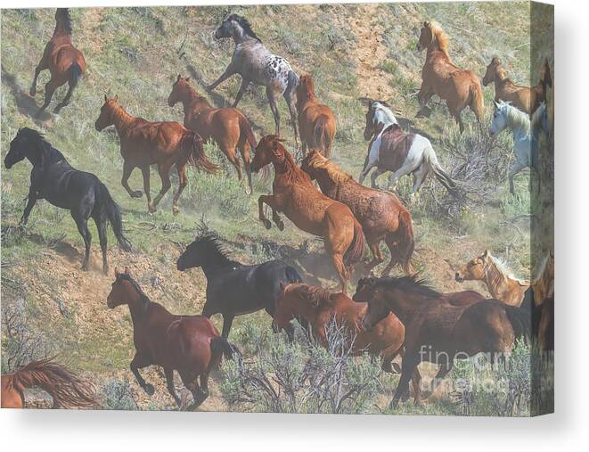 Running Horses Canvas Print featuring the photograph Dust in the Wind by Jim Garrison
