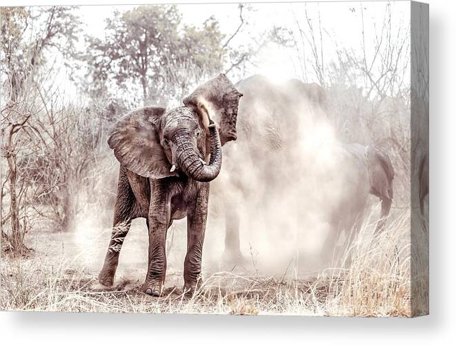 Animal Canvas Print featuring the photograph Dustbath by Ane Visagie