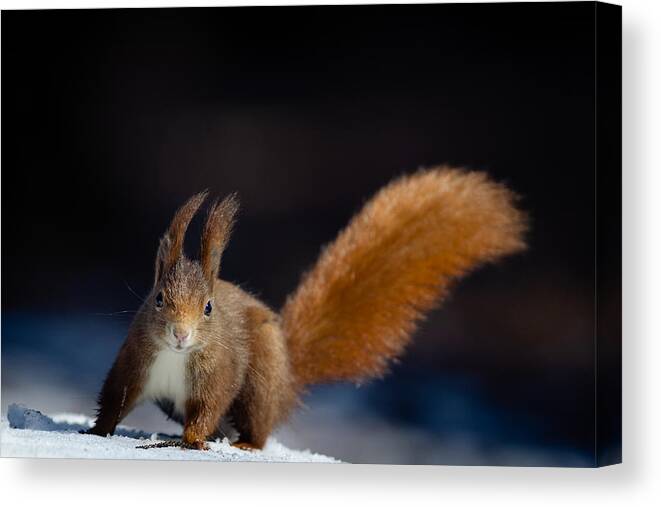 Squirrel Canvas Print featuring the photograph Dynamic Squirrel by Hannes Bertsch