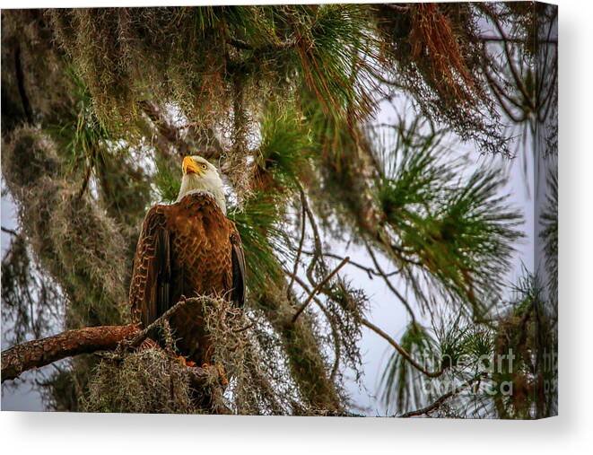 Eagle Canvas Print featuring the photograph Eagle in Tree by Tom Claud