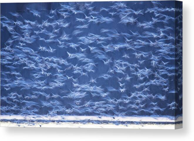 Snow Canvas Print featuring the photograph Early Flight-2 by ??? / Austin Li