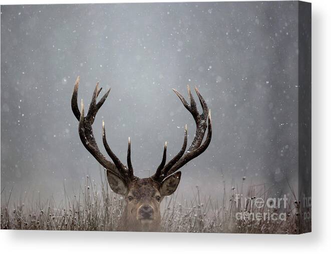 People Canvas Print featuring the photograph Early Morning Frost Is Seen by Dan Kitwood