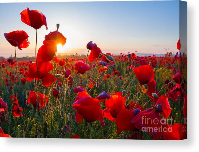 Sparkle Canvas Print featuring the photograph Early Morning Red Poppy Field Scene by Yuriy Kulik