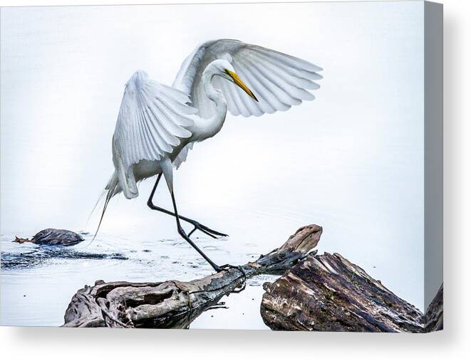 Grand Lake Canvas Print featuring the photograph Egret Ballet by David Wagenblatt