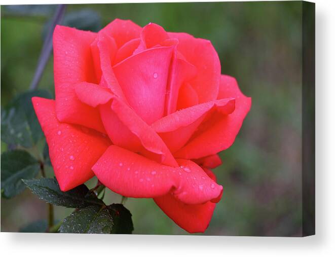 Rose Canvas Print featuring the photograph Elegance by Mary Anne Delgado