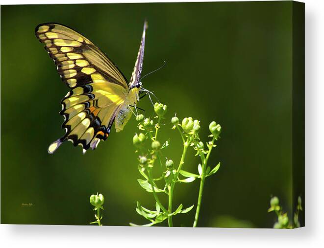 Butterflies Canvas Print featuring the photograph Elegant Swallowtail Butterfly by Christina Rollo