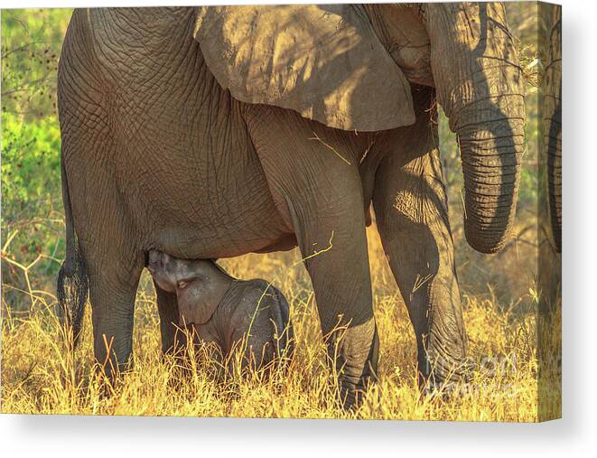 Elephants Canvas Print featuring the photograph Elephant calf drinking milk by Benny Marty