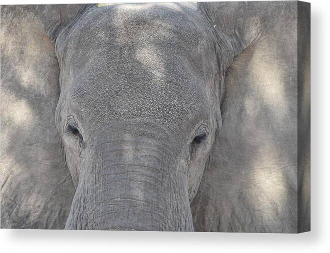 Elephant Canvas Print featuring the photograph Elephant Closeup by Ben Foster