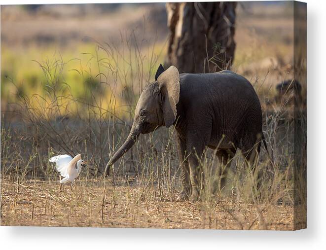Elephant Canvas Print featuring the photograph Elephant Cub Vs Egret by Alessandro Catta