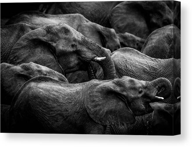 Elephants Canvas Print featuring the photograph Elephant Herd by Denise Eriksson