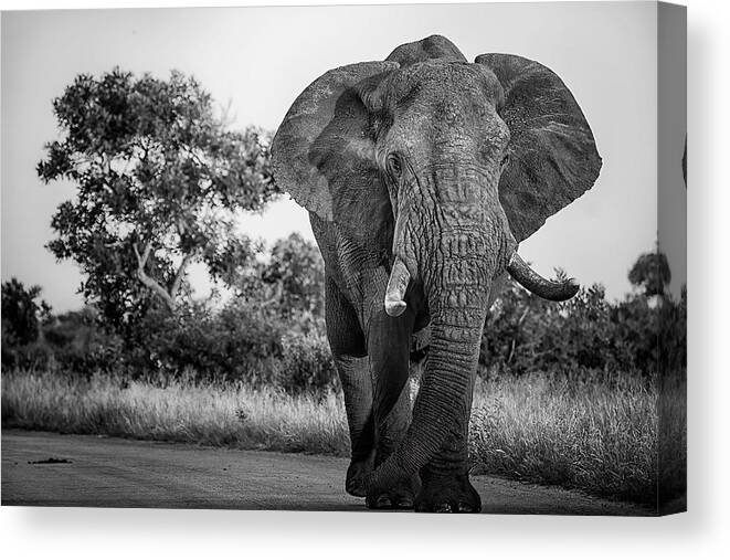 Elephant Canvas Print featuring the photograph Elephant On The Road by Alberti Patrick