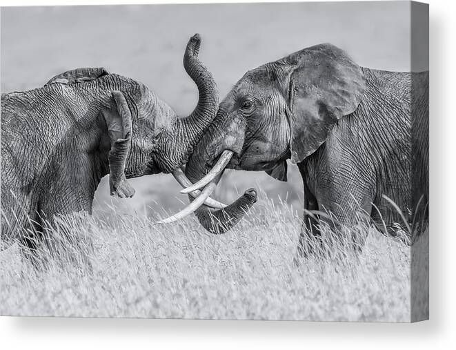 Safari Canvas Print featuring the photograph Elephant "tai Chi" by Jun Zuo