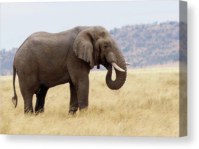 Environmental Conservation Canvas Print featuring the photograph Elephant, Serengeti, Tanzania by Tim Graham