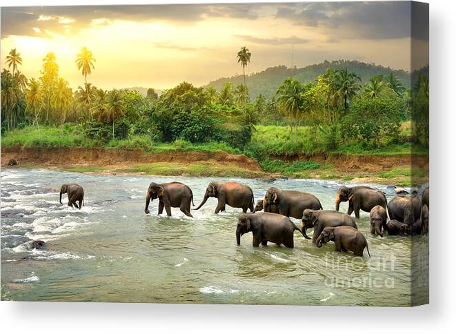 Big Canvas Print featuring the photograph Elephants In River by Givaga
