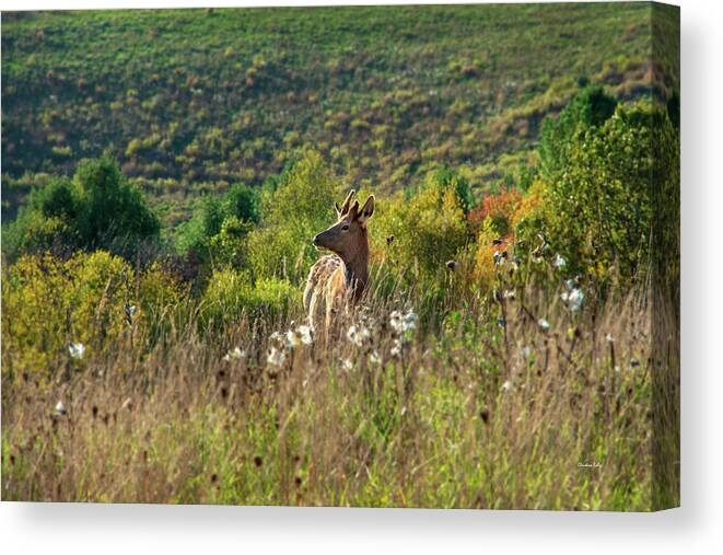 Elk Canvas Print featuring the photograph Elk In Fall Field by Christina Rollo