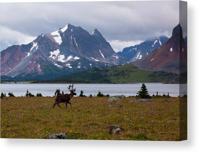 Standing Water Canvas Print featuring the photograph Elk, Jasper National Park, Alberta by Mint Images/ Art Wolfe