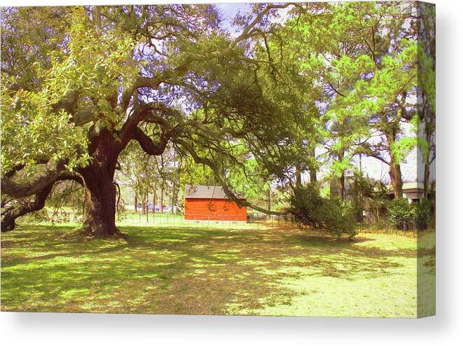 Emancipation Tree Canvas Print featuring the photograph Beneath the Old Emancipation Oak Tree by Ola Allen
