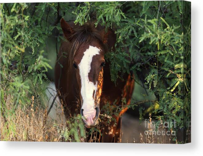 Mare Canvas Print featuring the photograph Emerging by Shannon Hastings