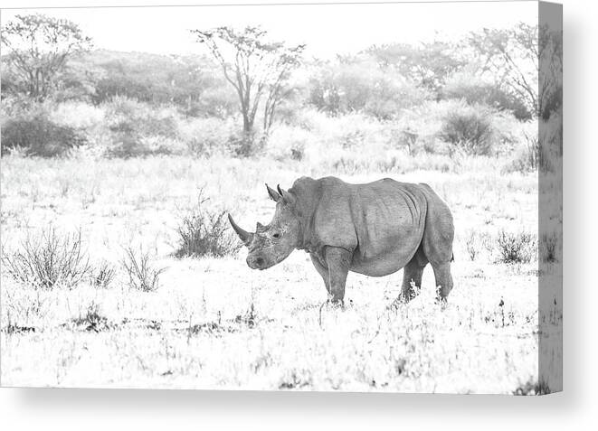 Rhino Canvas Print featuring the photograph Endangered by Hamish Mitchell
