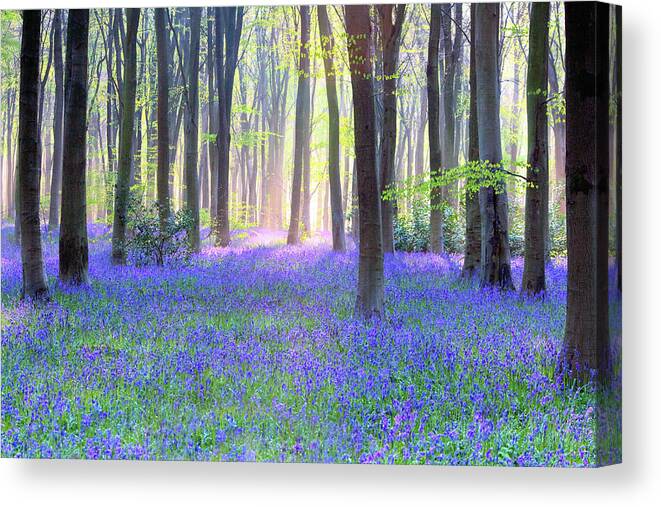 Scenics Canvas Print featuring the photograph English Bluebell Wood At Dawn by Doug Chinnery