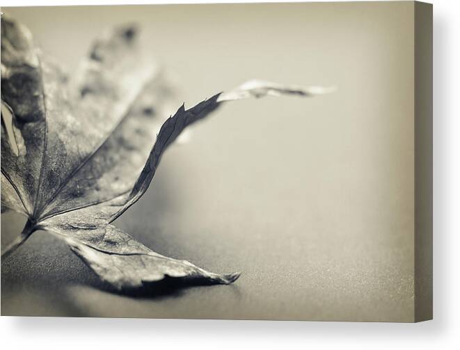 Black And White Canvas Print featuring the photograph Entranced by Michelle Wermuth