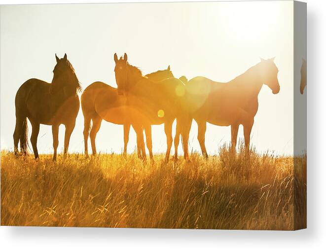 Horses Canvas Print featuring the photograph Equine Glow by Todd Klassy
