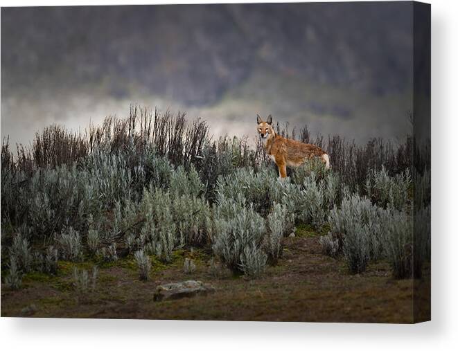 Ethiopian Wolf Canvas Print featuring the photograph Ethiopian Wolf by Roberto Marchegiani