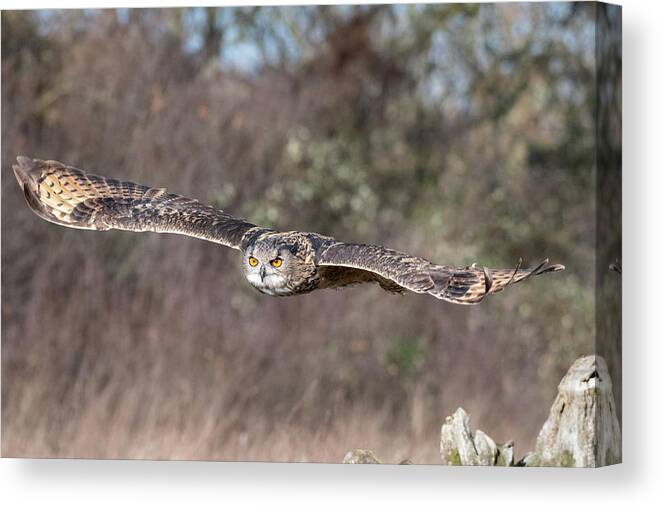 Owl Canvas Print featuring the photograph Eurasian Eagle Owl Gliding by Mark Hunter