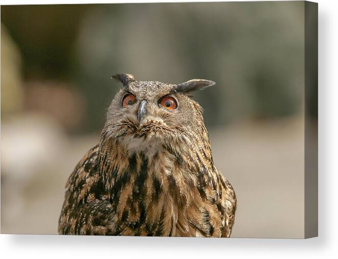 Owl Canvas Print featuring the photograph Eurasian Owl by Ronnie And Frances Howard