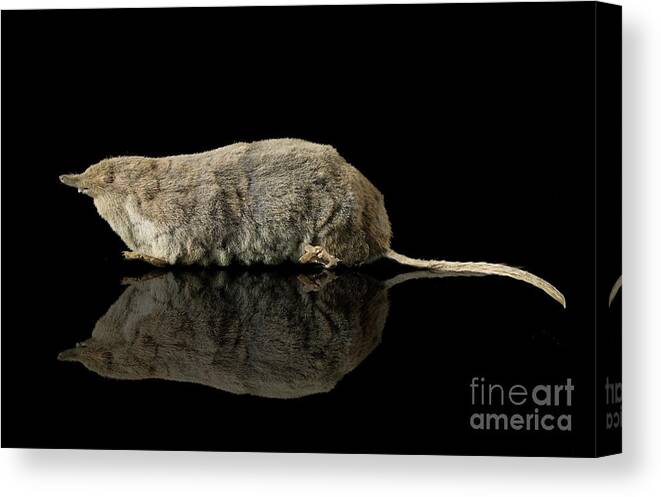 Mammal Canvas Print featuring the photograph Eurasian Water Shrew by Natural History Museum, London/science Photo Library