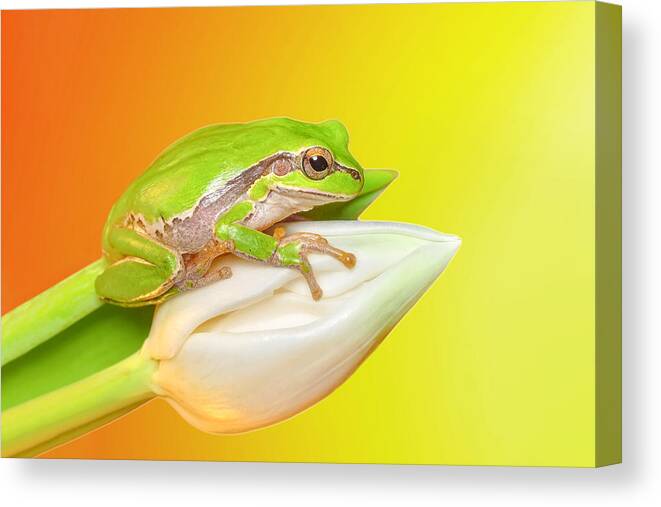 Insect Canvas Print featuring the photograph Europaean Tree Frog by Mustafa ztrk