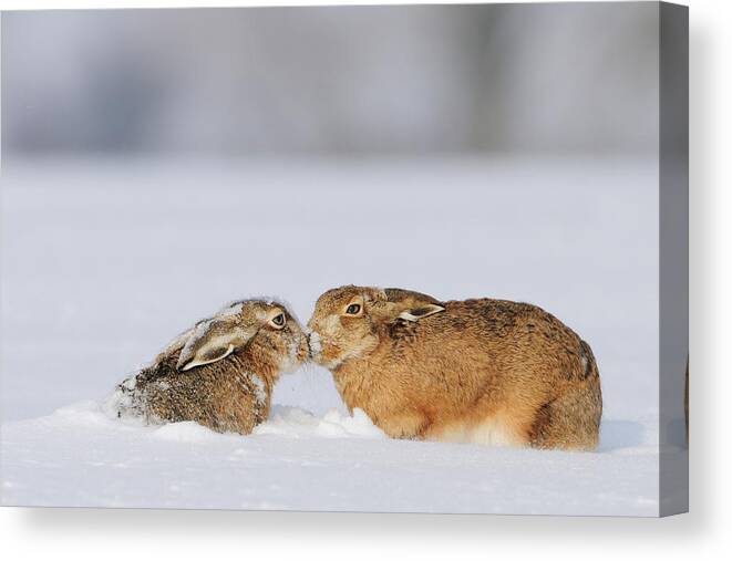 Estock Canvas Print featuring the digital art European Hares by Manfred Delpho