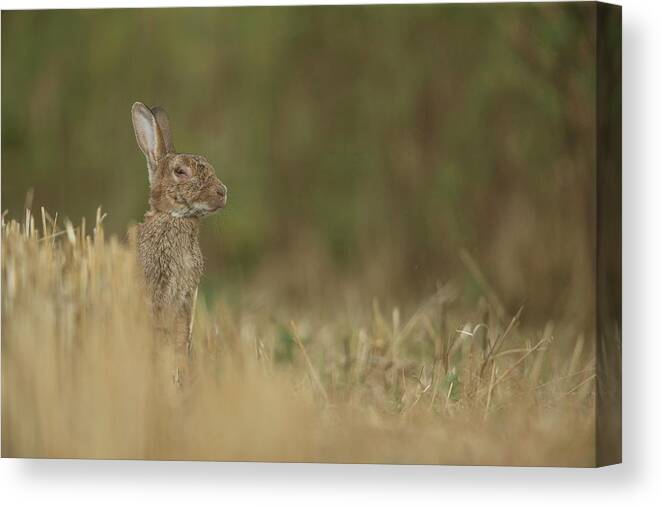 Animal Canvas Print featuring the photograph European Rabbit, Adult. Suffering by Sarah Darnell