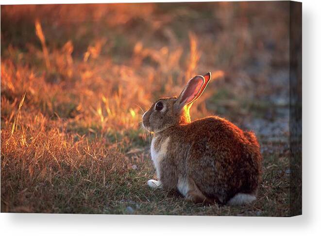 Animal Canvas Print featuring the photograph European Rabbit. Robben Island. Cape by Roger De La Harpe