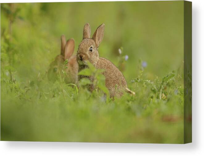 Animal Canvas Print featuring the photograph European Rabbit, Young Juveniles by Sarah Darnell