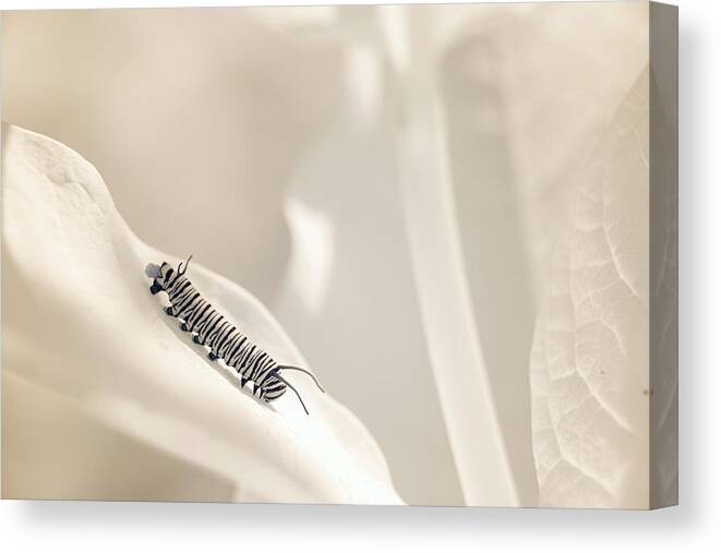 Monarch Caterpillar Insect Nature Closeup Close Up Close-up Ir Infrared 720nm Outside Outdoors Brian Hale Brianhalephoto Poop Everybody Poops Canvas Print featuring the photograph Everybody poops infrared edition by Brian Hale