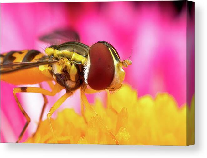Macro Hoverfly Hover Fly Fly Flies Insect Extreme Macro Close-up Closeup Close Up Magnify Magnification Outside Outdoors Nature Flower Brian Hale Brianhalephoto Canvas Print featuring the photograph Extreme Hoverfly by Brian Hale